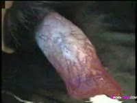 Close-up shot of hard dog cock in animal porno
